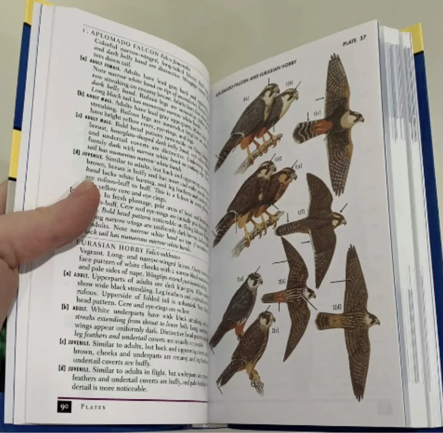 Some of the dense birding books used at the Bird School Project